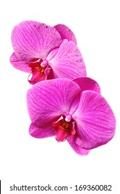 Purple Orchid With White Background