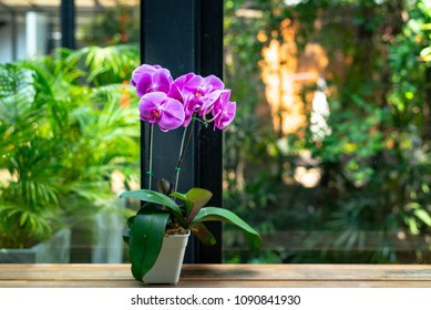 Purple orchid in white ceramic pot on wooden table in modern office interiors
