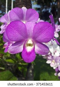 Purple orchids - Shutterstock ID 371453611