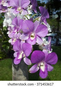 Purple orchids - Shutterstock ID 371453617