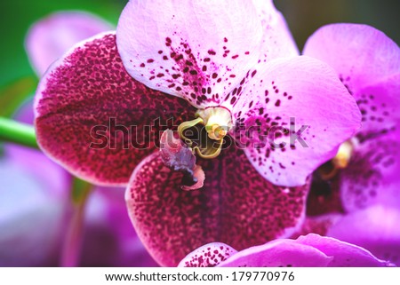Purple orchids