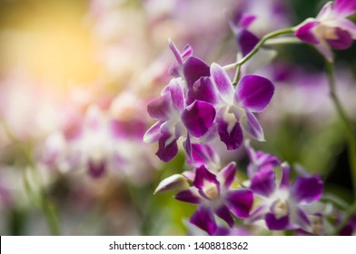 Purple orchids bloom naturally beautifully in the morning.