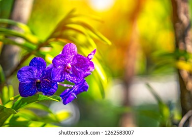 Purple Orchids Floral Flower On Blurred Bokeh Bight Light On Green Tree Nature.