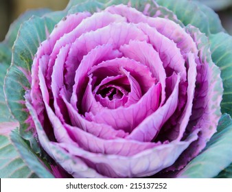 Purple Ornamental Cabbage