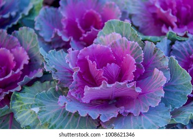 Purple ornamental cabbage plants
