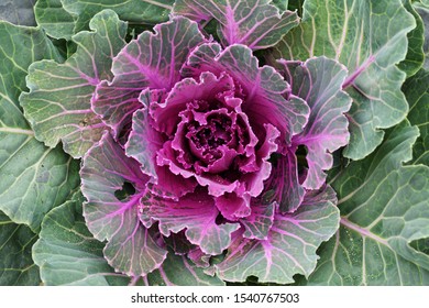 Purple Ornamental Kale Top View