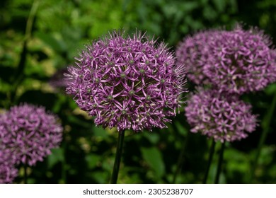 Purple ornamental onion flower, on a green background. Spring. Close-up