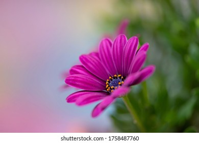 Purple osteospermum flower, macro photography