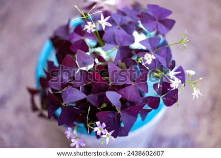 Similar – Image, Stock Photo Beach flowers, purple blossoms, fence post backlit, sunny scene on baltic sea