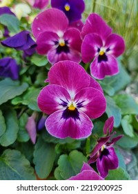 Purple Pansies In Full Bloom