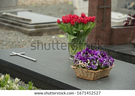 Purple Pansies and Red Tulips at Gravesite