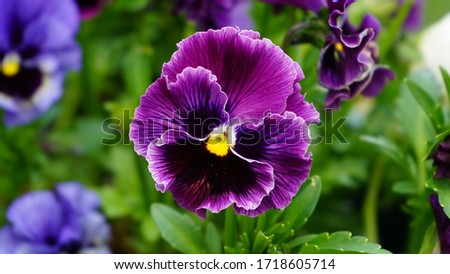 Purple pansy flower in the garden 