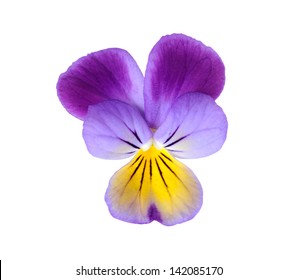 Purple Pansy Flower  Isolated On White