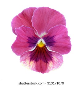 Purple Pansy Flower Isolated On White Background 