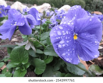 Purple pansy flowers with rain droplets. - Powered by Shutterstock