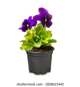 Purple pansy flowers, viola wittrockiana, in a black pot, on white background - Powered by Shutterstock