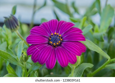 Purple Paper Daisy