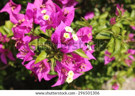 purple paperflower or lesser bougainvillea innsbruck stock photo paper flower scientific name