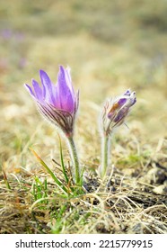 Purple Pasque Flower In Spring