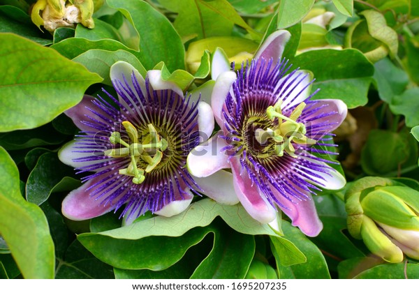 purple passion flower,
passion flower