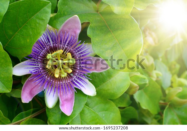 purple passion flower,\
passion flower