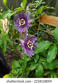 Purple Passion Flower Vine With Two Full Blooms