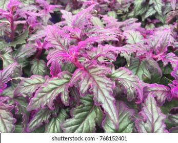 Purple Passion (Gynura Aurantiaca) leaves background texture. is very beautiful  plants