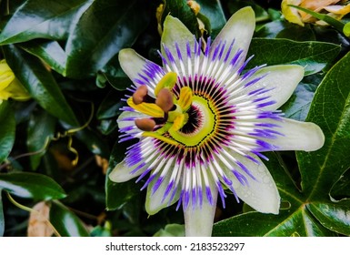 Purple Passionflower Flower Garden Summer