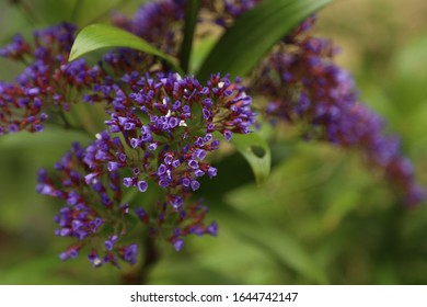 Purple Patterson's Curse close up - Shutterstock ID 1644742147