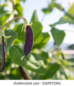 Purple Pea Pod On Branch, Ready For Harvest. Close Up Of Purple Mist Snow Pea Heirloom Plant Growing In Roof Top Garden. Urban Self-sufficient Small Space Container Gardening. Selective Focus. 