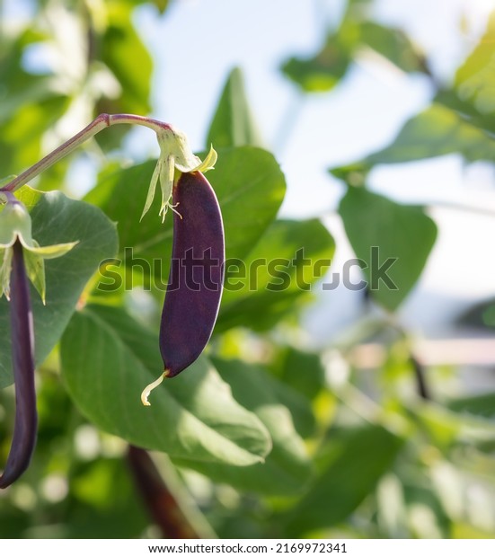 Purple pea pod on branch, ready for harvest. Close up of\
Purple Mist Snow Pea heirloom plant growing in roof top garden.\
Urban self-sufficient small space container gardening. Selective\
focus. 