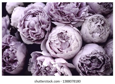 purple peonies, flower background, flower peony background, peonies bouquet HDR tone
