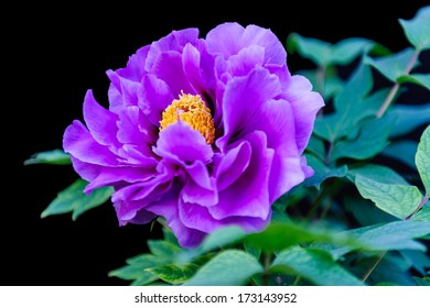 The Purple Peony In Beihai Park Of Beijing.