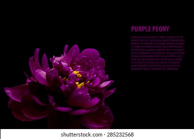 Purple Peony Isolated On Black Background