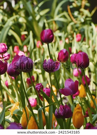 Purple peony tulip flower with petals, leaves and stem in a blurred background. Shallow depth of field.
