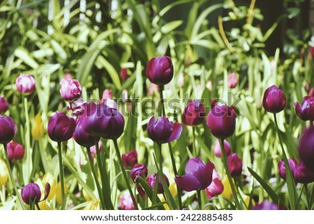 Purple peony tulip flower with petals, leaves and stem in a blurred background. Shallow depth of field.