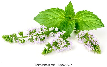 4,900 Peppermint Flower Isolated Images, Stock Photos & Vectors ...