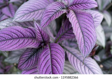 Purple Persian Shield Plant