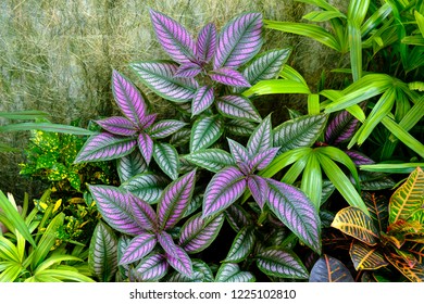 Purple Persian Shield Plant