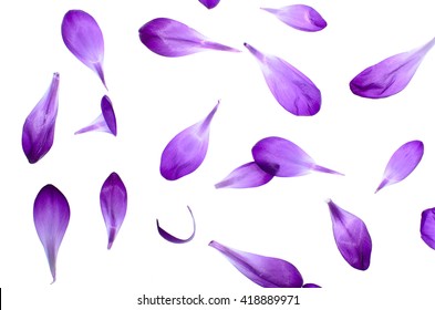 Purple petals isolated on white background, natural pattern. - Shutterstock ID 418889971