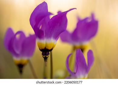 Purple Petals of Shooting Star Bloom in Pinnacles National Park - Shutterstock ID 2206050177