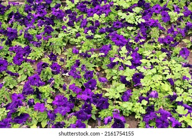 Purple Petunia As Flower Bed On A City Street Close Up