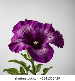 The Purple Petunia flower features vibrant purple petals with a velvety texture, creating a stunning display in gardens. Its fragrant blooms attract butterflies and pollinato. - Powered by Shutterstock