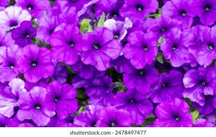 Purple petunia flowers as background. - Powered by Shutterstock