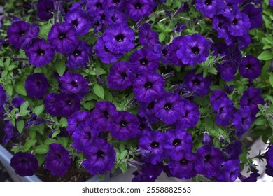 Purple petunia flowers in a flower bed. Petunia nyctaginiflora. - Powered by Shutterstock