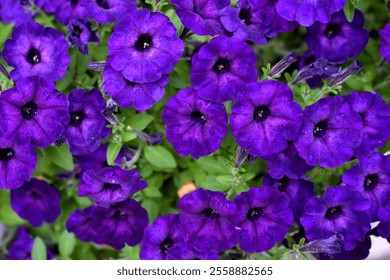 Purple petunia flowers in a flower bed. Petunia nyctaginiflora. - Powered by Shutterstock