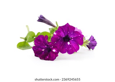 Purple petunia flowers isolated on a white background. - Powered by Shutterstock