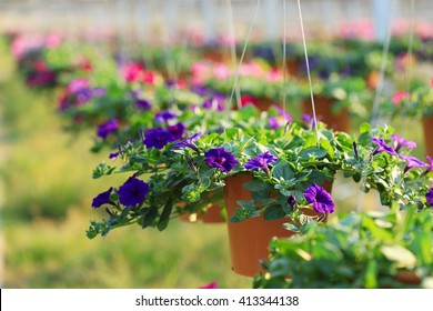 Purple Petunia Flower High Res Stock Images Shutterstock