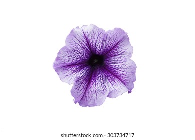 Purple Petunia Isolated