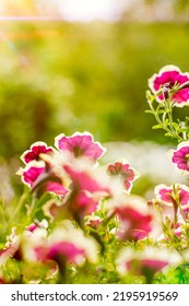 Purple Petunia Petal Growth In Flower Bed. Ornamental Nature Background, Gardening And Horticulture Botanical Landscape. Blossoming Vibrant Twig Close-up. Focus On Foreground. Pink Bud Botanical